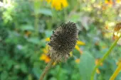 Rudbekia