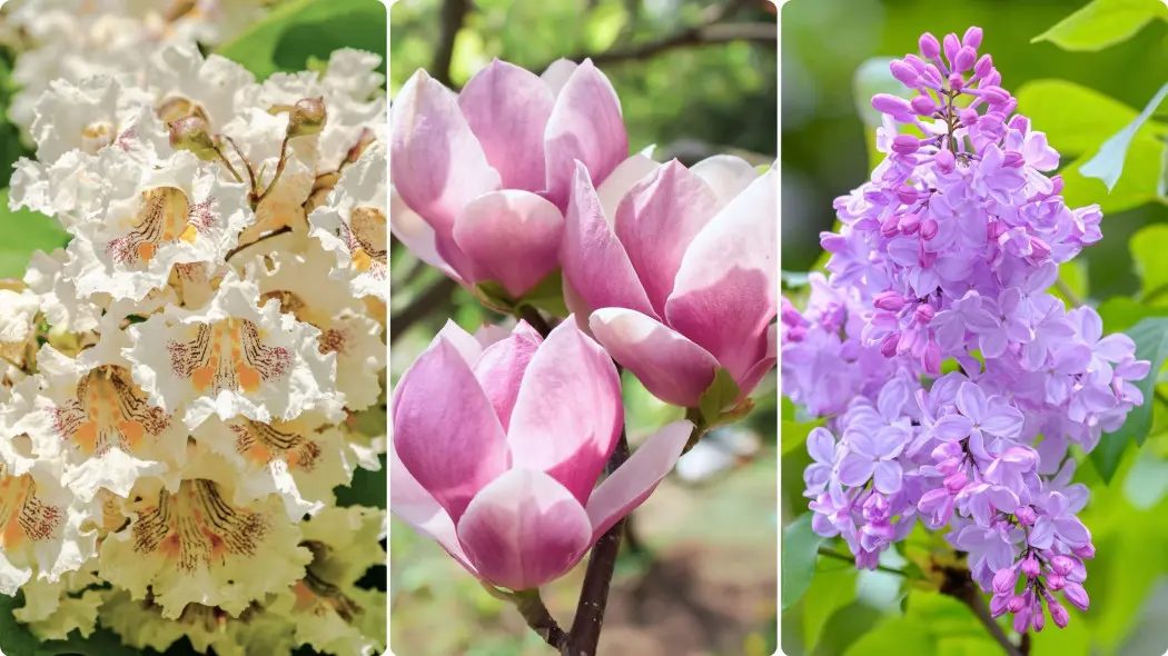 Kwitnące małe drzewka na soliter do ogrodu – zobacz nasze TOP 3