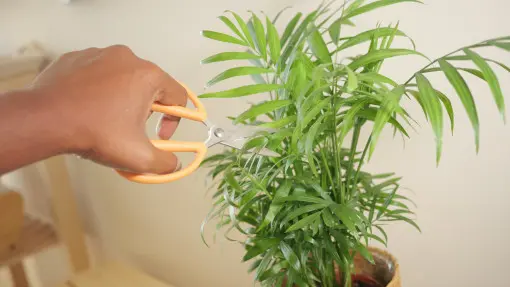 Przycinanie chamedory krok po kroku. Kiedy i jak to zrobić bez szkody?