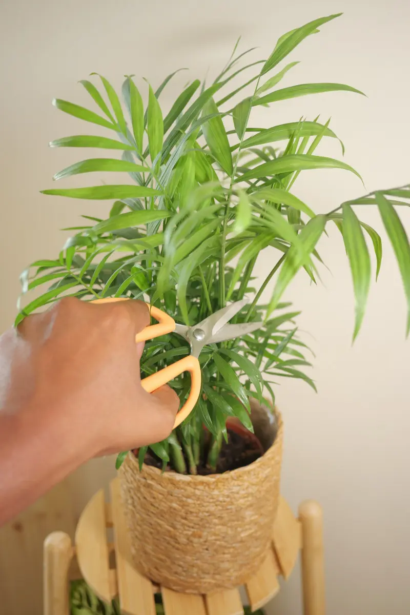Przycinanie chamedory w domu – ręka z nożyczkami odcina uschnięty liść palmy koralowej na doniczce.