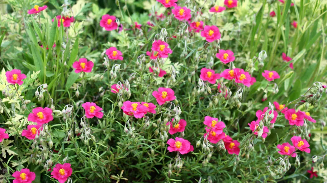 Posłonek ogrodowy (Helianthemum ×hybridum syn. Helianthemum hybrids)