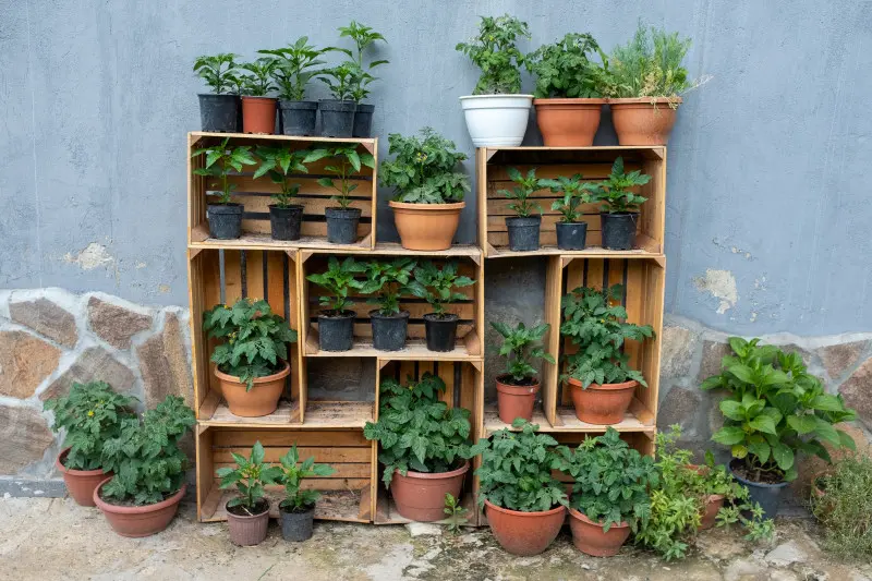 Pionowy ogródek ze skrzynek po owocach przy ścianie – pomidory, papryki i zioła w donicach na tarasie