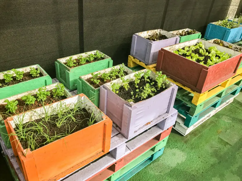 Mobilne grządki ze skrzynek po owocach na paletach – sałata i zioła na balkonie, recykling