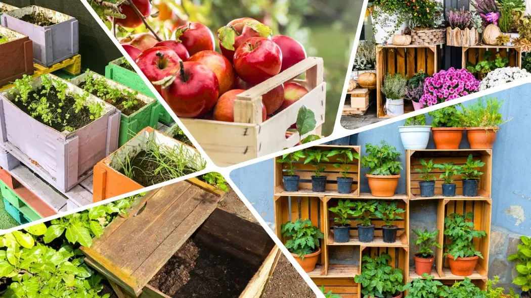 Jak można wykorzystać skrzynki po owocach w ogrodzie