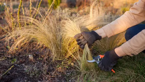 Przycinanie ostnicy – kiedy i jak ciąć, żeby kępy szybko odrastały?