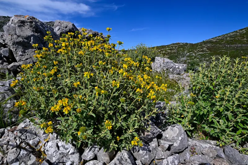 Phlomis fruticosa rosnący wśród kamieni – odporna bylina na suche, wapienne stanowiska, żółte kwiaty latem.