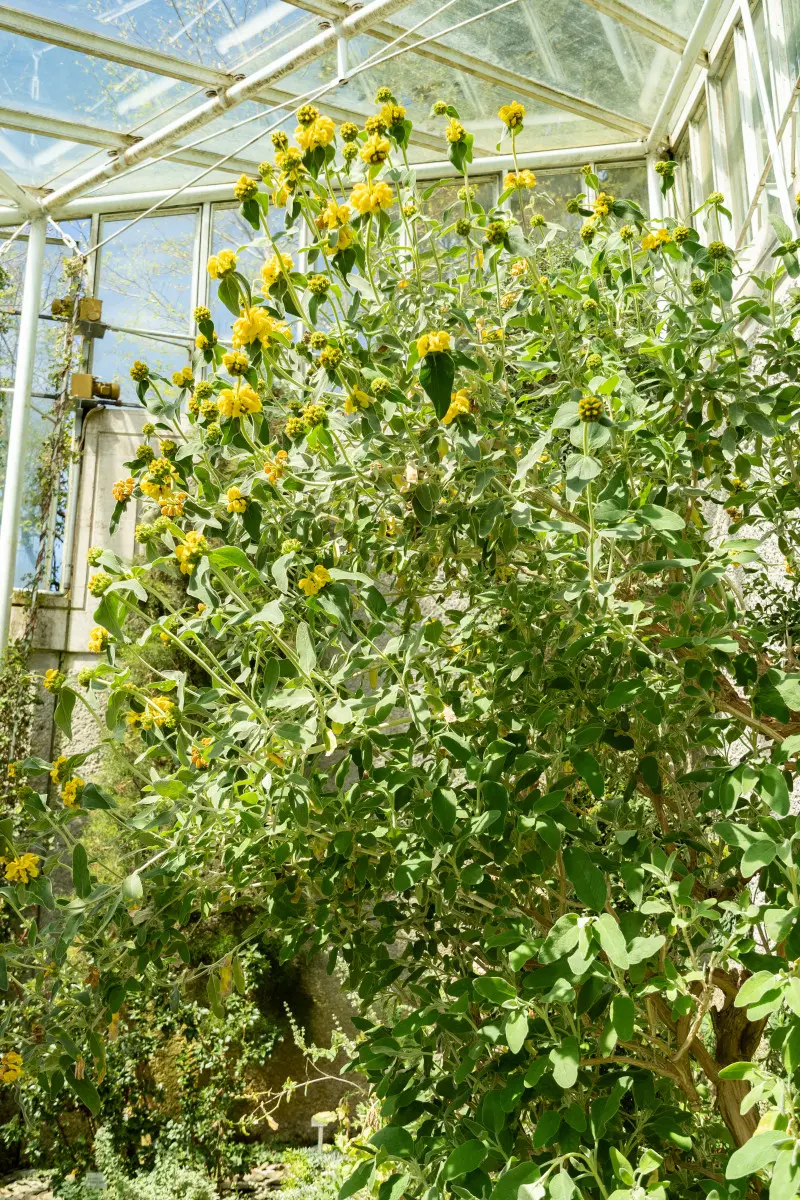 Żeleźniak krzewiasty w szklarni – wysoka kępa z żółtymi kwiatami, uprawa w cieple i dobrym świetle.
