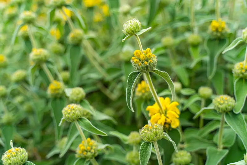 Zbliżenie kwiatostanów Phlomis fruticosa – żółte kwiaty w okółkach, srebrzyste, owłosione liście.