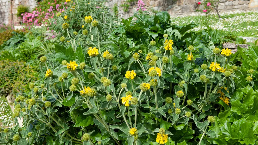 Żeleźniak krzewiasty (Phlomis fruticosa) na rabacie