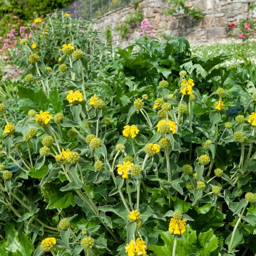 Żeleźniak krzewiasty