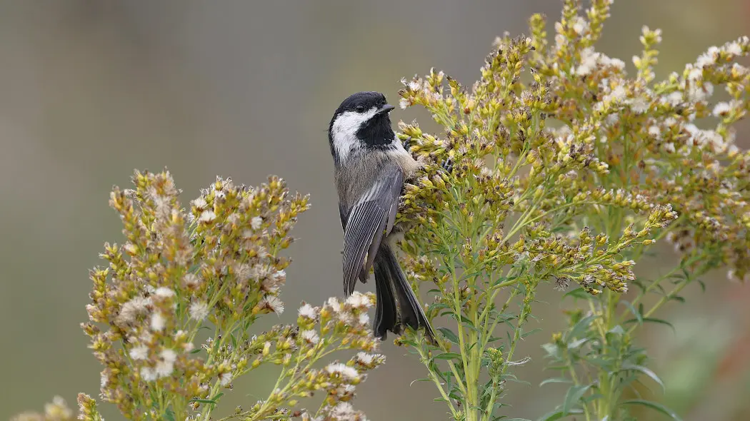 Sikora czarnogłówka (Poecile montanus) na łące w Polsce