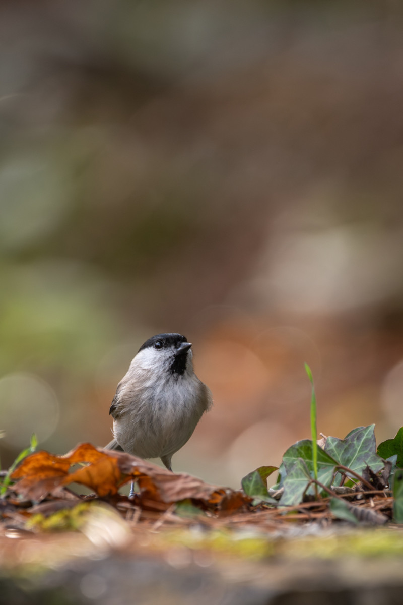 Mała sikora czarnogłówka (Poecile montanus) z czarną czapeczką i białymi policzkami spaceruje po leśnym runie w Polsce, wśród jesiennych liści i bluszczu.