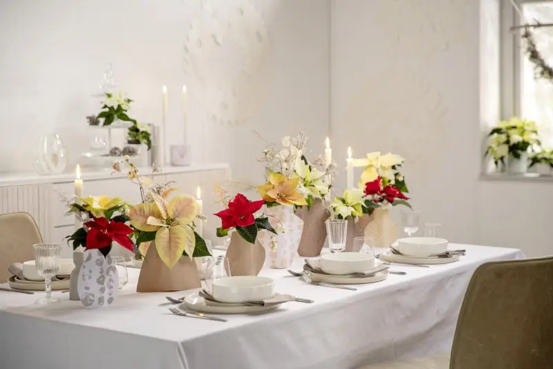 Elegancka dekoracja świątecznego stołu z czerwonymi i kremowymi poinsecjami w papierowych osłonkach, świecami i białą zastawą.