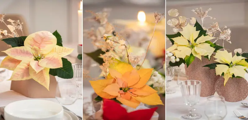 Świątecznie i elegancko – cięte poinsecje w wazonach z upcyklingu