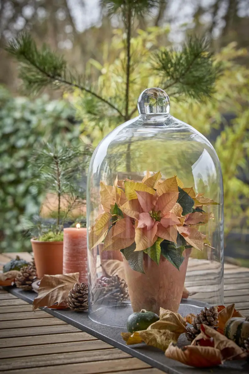 Brzoskwiniowa poinsecja w glinianej doniczce pod szklaną kopułą jako jesienno-zimowa dekoracja stołu na tarasie z szyszkami i świecą.