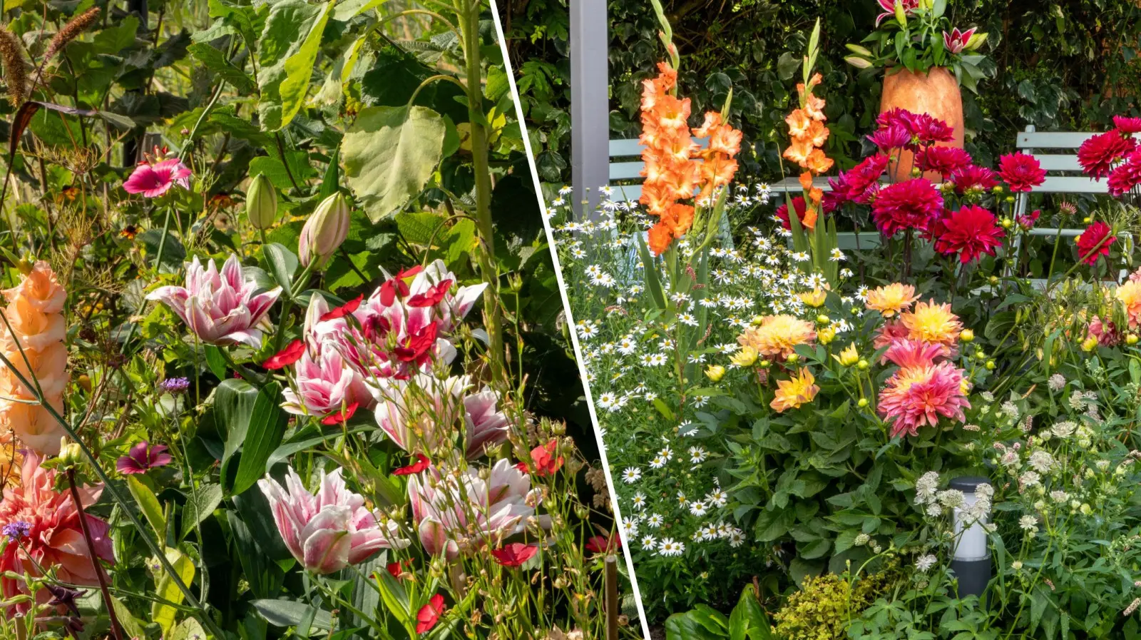 Ogrodowe lato w 2026 roku? To będzie festiwal kolorów i nostalgii z cebulkami