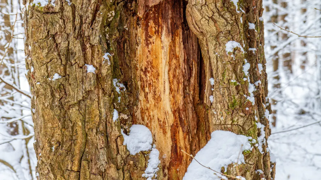 Zimowe uszkodzenia kory drzewa – przykład pęknięcia mrozowego