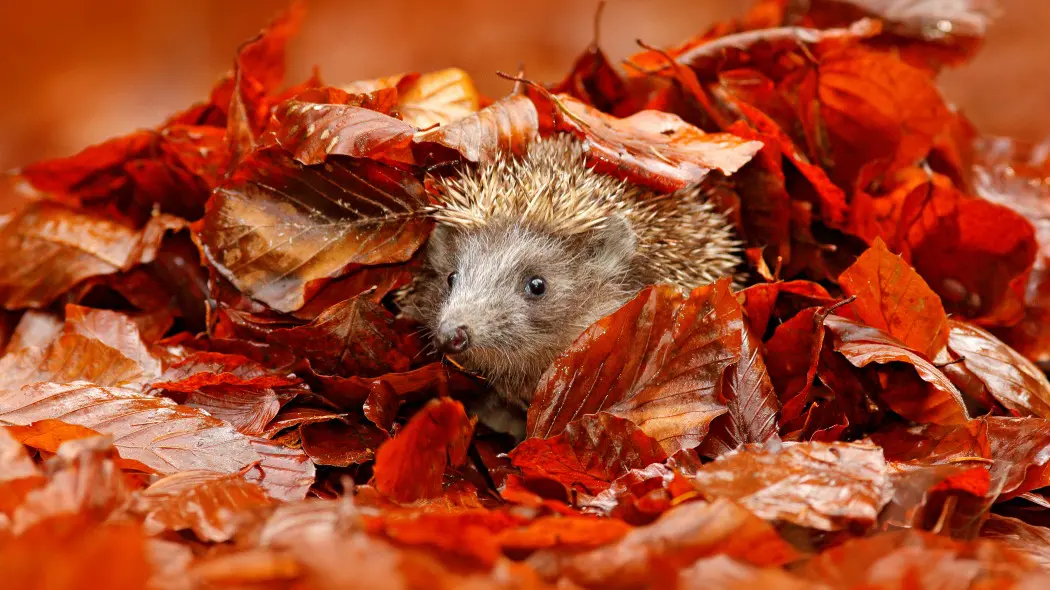 Naturalna kołderka dla roślin i zwierząt – które liście zostawiamy na zimę