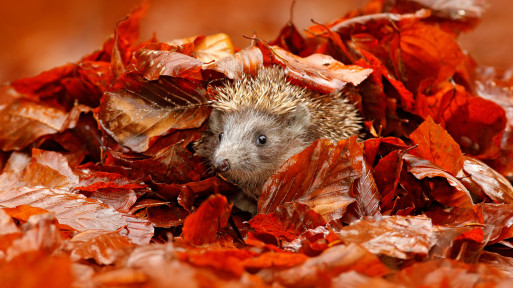 To naturalna kołderka na zimę. Które liście zostawiać, a które lepiej jednak wyrzucić?