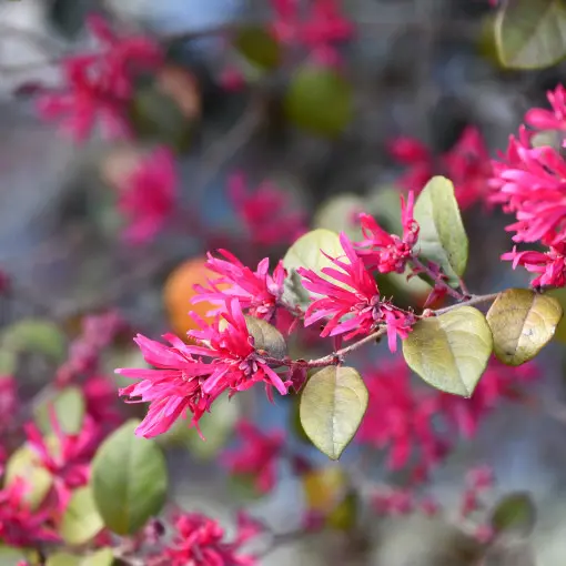 Loropetalum chińskie