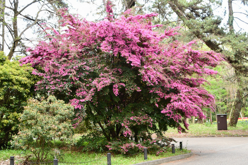 Loropetalum chińskie w pełnym rozkwicie – duży, różowo kwitnący krzew jako soliter w parku, efektowne kwitnienie marzec–kwiecień