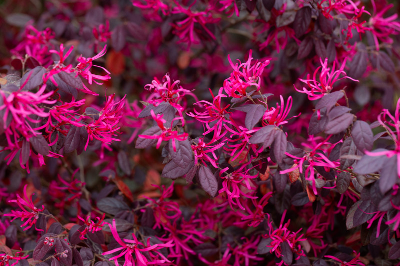 Loropetalum chińskie ‘Plum Gorgeous’ – purpurowe liście i jaskrawo różowe, frędzelkowate kwiaty wczesną wiosną, zimozielony krzew.