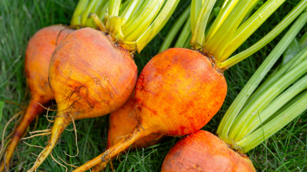 Burak ćwikłowy 'Boldor'