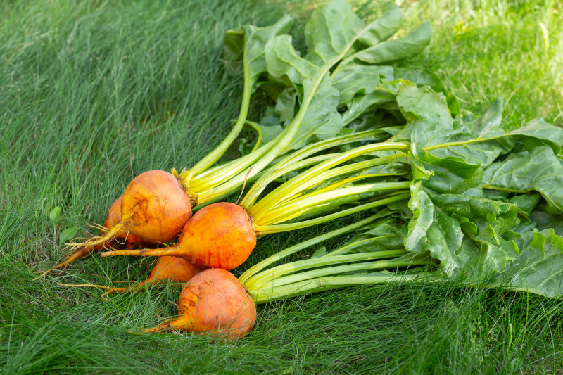 Świeżo zebrane buraki ‘Boldor’ z zielonymi liśćmi, gotowe do kuchni i przechowywania