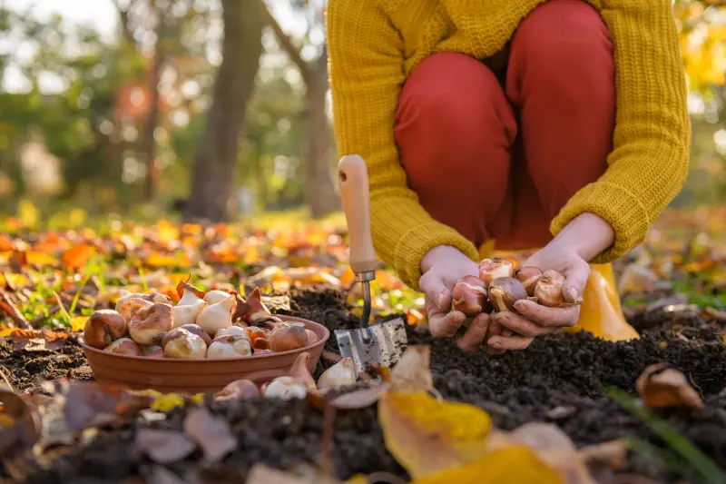 Sadzenie cebulek tulipanów jesienią – ogrodniczka przygotowująca kwiaty do wiosennego kwitnienia