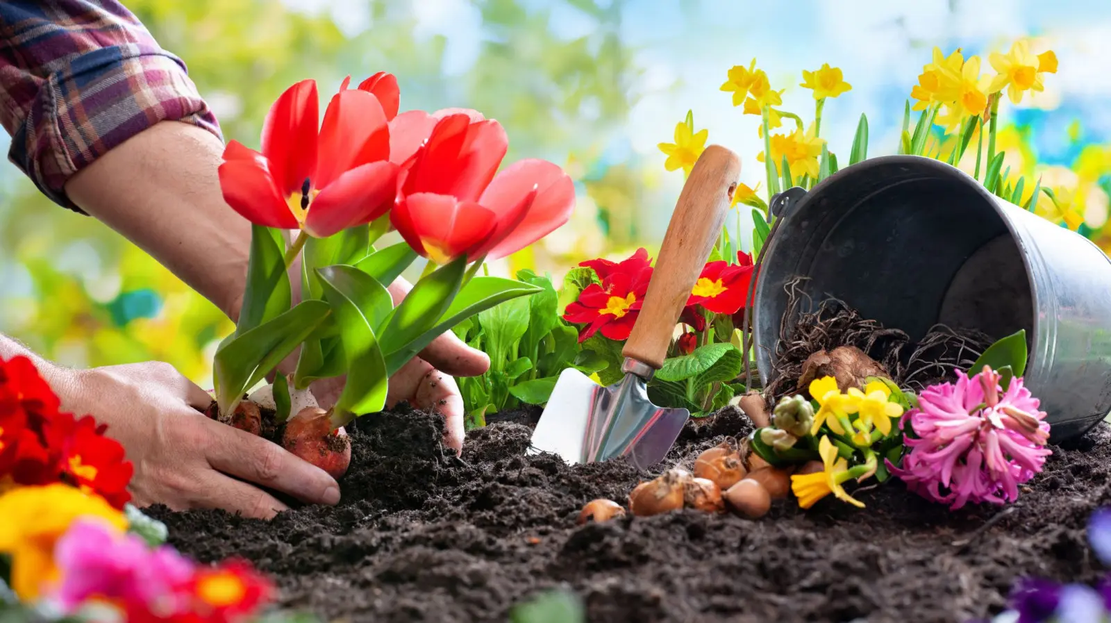 Sadzenie tulipanów: krok po kroku i bez błędów. Porady, terminy, głębokości, odstępy