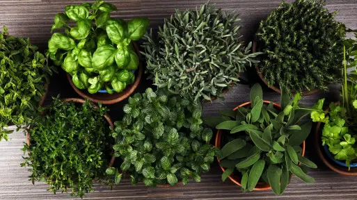 Nie zrobiłam kwarantanny ziołom z ogródka. Teraz mam w domu plagę