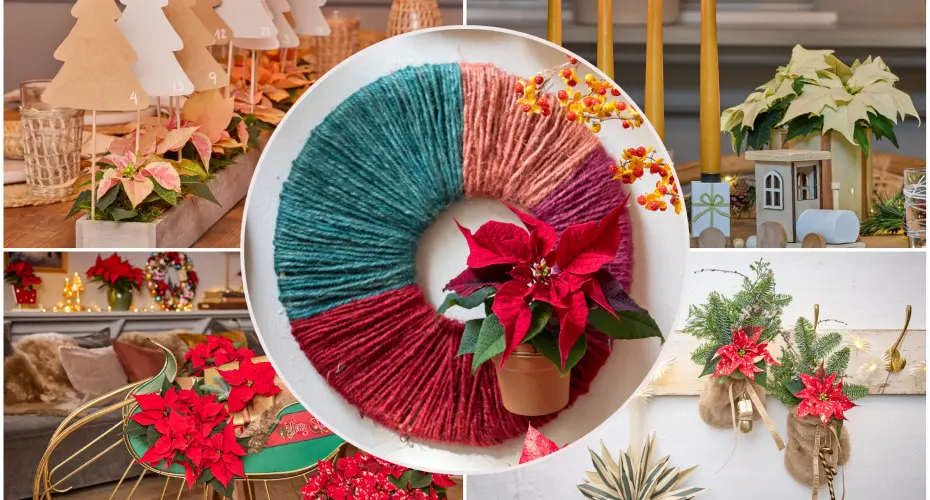 Święta z gwiazdami? Naturalnie! Oto 30 najmodniejszych aranżacji z poinsecją