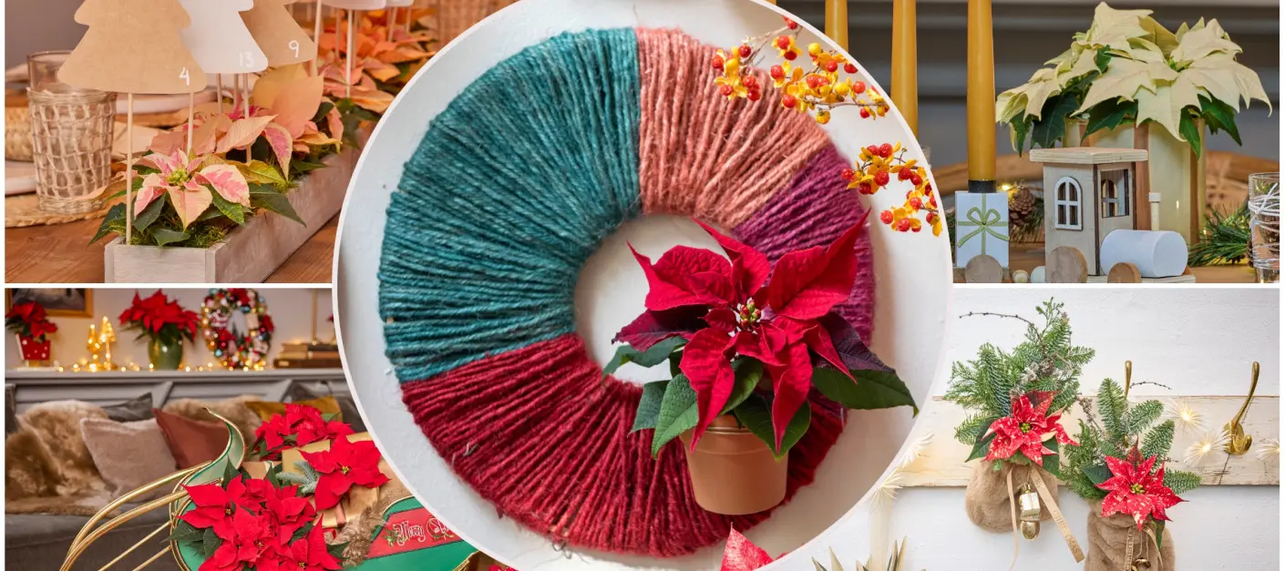 W grudniu świat kręci się wokół gwiazd betlejemskich. Floryści pokazują najmodniejsze aranżacje