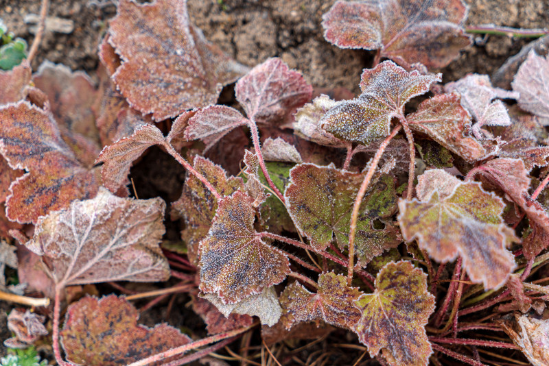 Liście żurawek pokryte szronem w ogrodzie – rośliny Heuchera w czasie zimowego spoczynku.