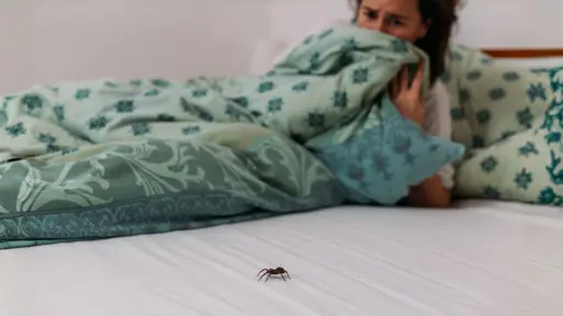 Pająki w sypialni? Te dwa zapachy przegonią je skutecznie i naturalnie