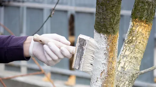 Nie maluj pni drzewek owocowych wapnem. Te składniki z ogrodu i apteki lepiej i dłużej chronią korę