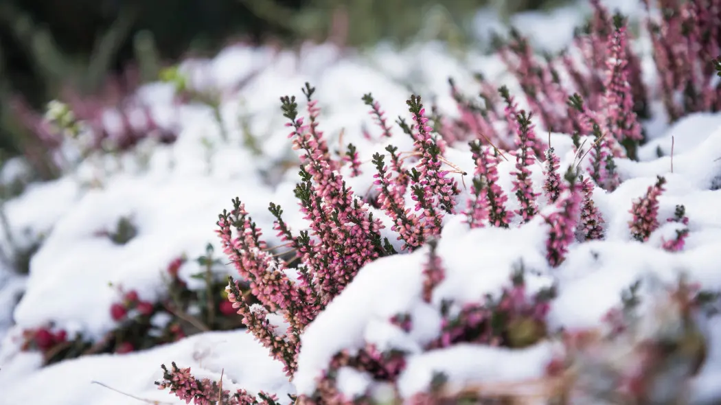 Jak zimować wrzosy