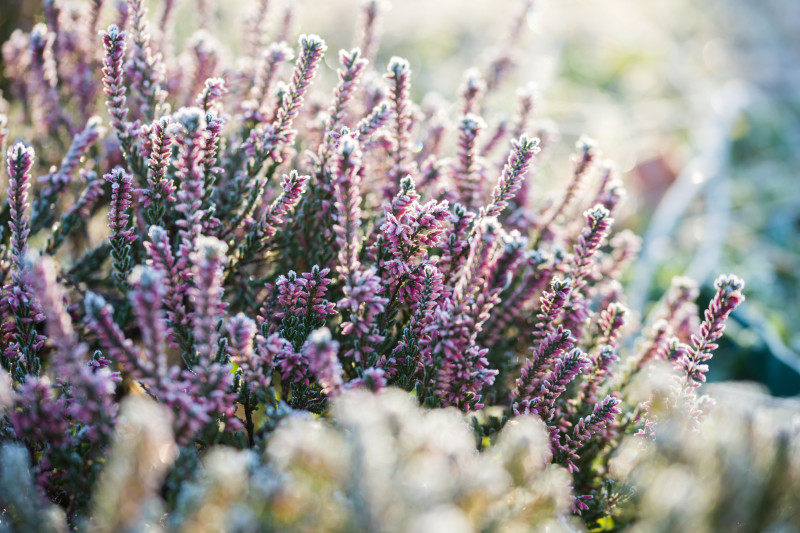 Wrzosy pokryte szronem o poranku – odporne rośliny ogrodowe w czasie zimowania na rabacie.