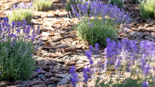 Kora + lawenda = złe połączenie. Dlaczego i czym lepiej ściółkować lawendę?
