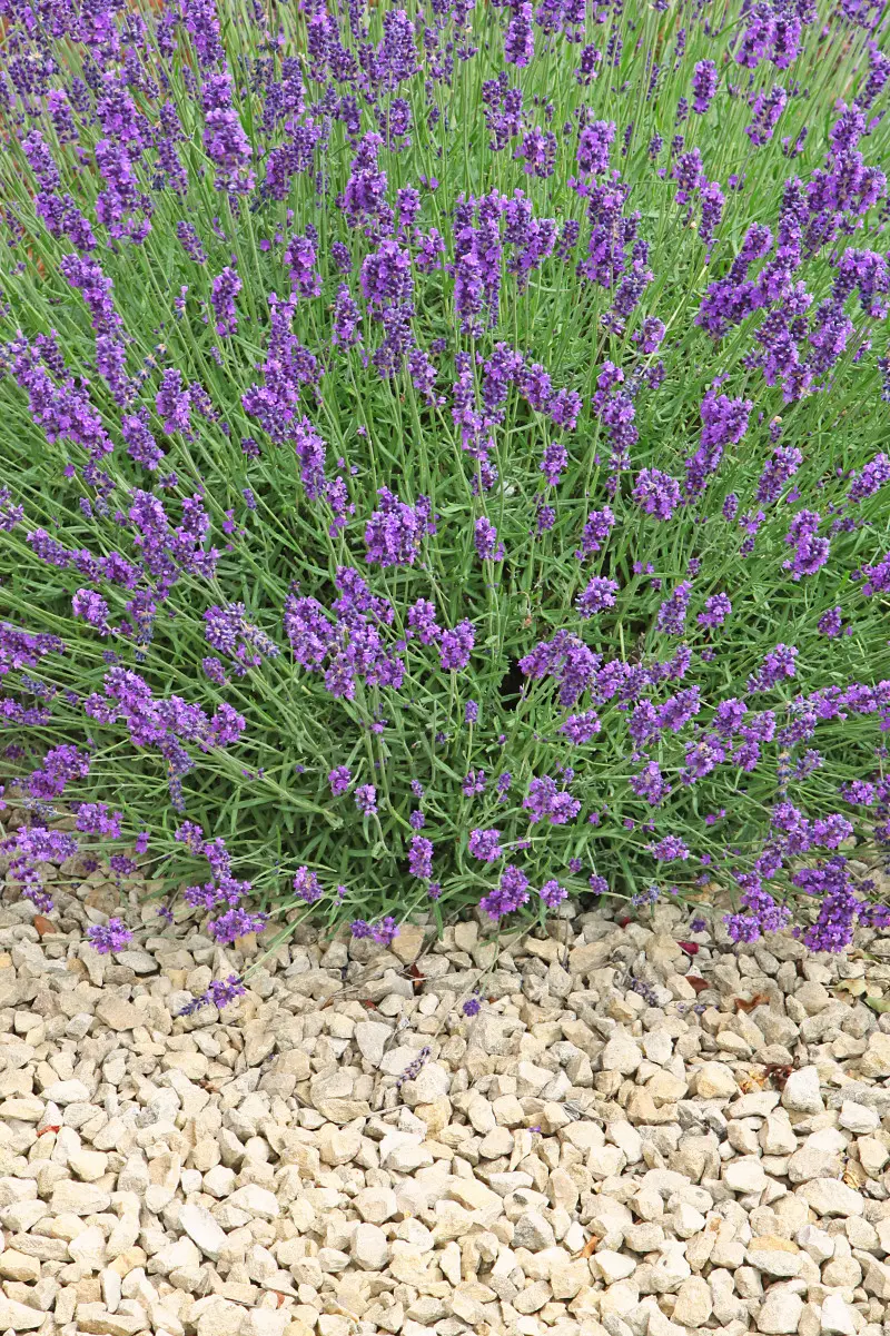 Lawenda ściółkowana jasnym żwirem – zdrowe i estetyczne rozwiązanie dla rośliny lubiącej suche, przepuszczalne podłoże.