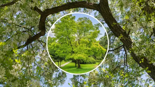 Co posadzić zamiast robinii? Alternatywy dla inwazyjnej "akacji"