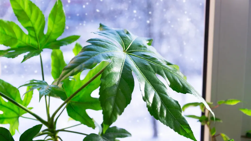 Zimowanie fatsji japońskiej