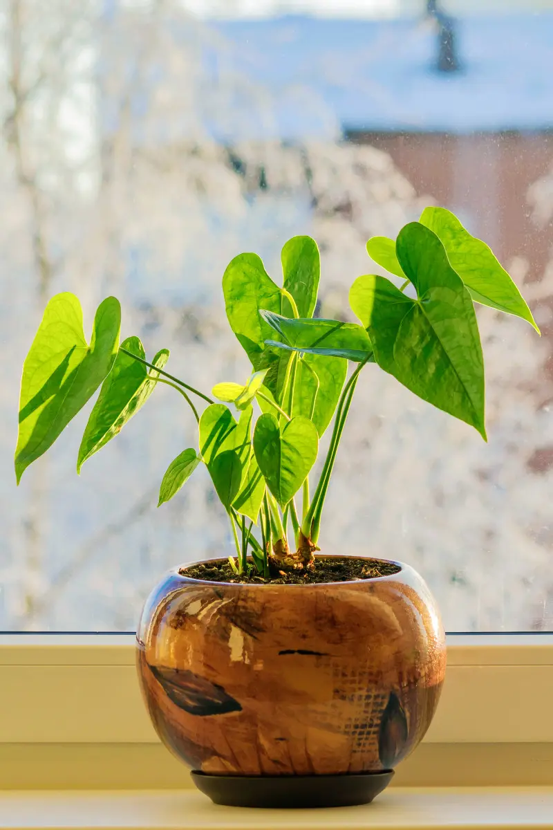 ak zimować anturium w Polsce – roślina doniczkowa na parapecie w chłodnym, jasnym miejscu zimą