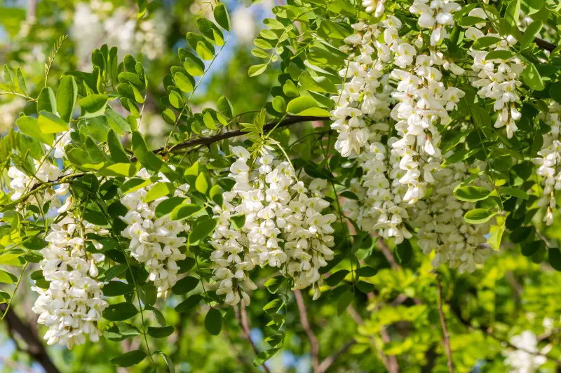 Robinia - piękna ale inwazyjna
