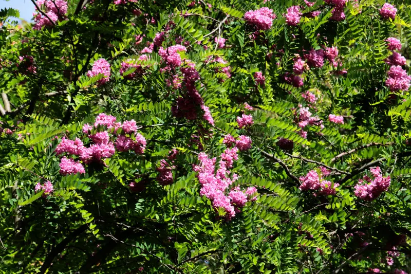 Różowa robinia akacjowa