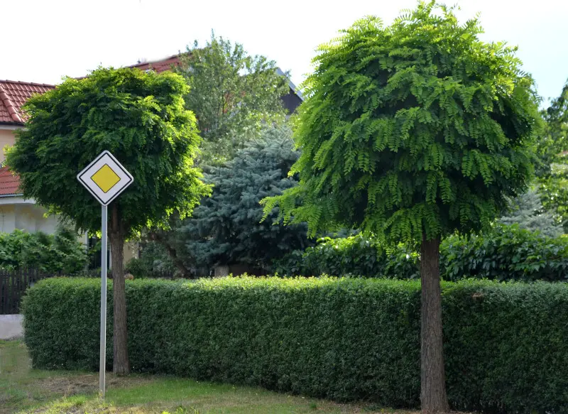 Robinia Umbraculifera