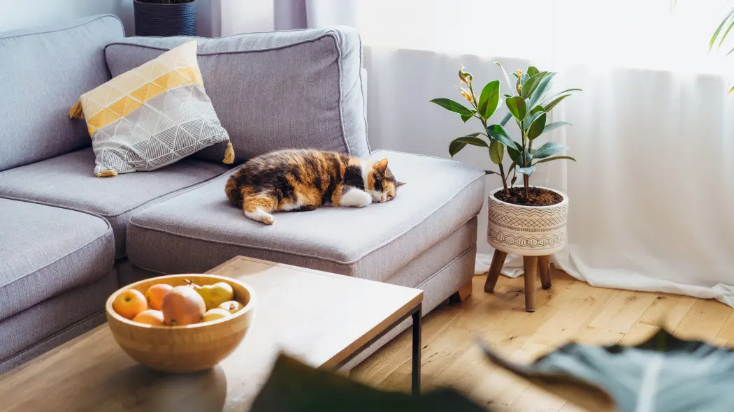 Uroczy widok: kot śpi na kanapie, obok roślina doniczkowa i misa z owocami – ale czy to bezpieczne połączenie?