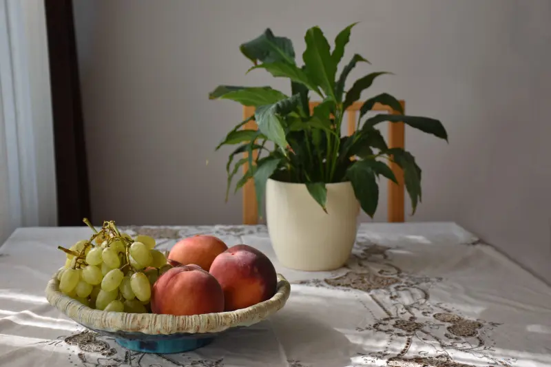 Mało znany błąd, który zabija rośliny doniczkowe. Sprawdź, czy też go popełniasz