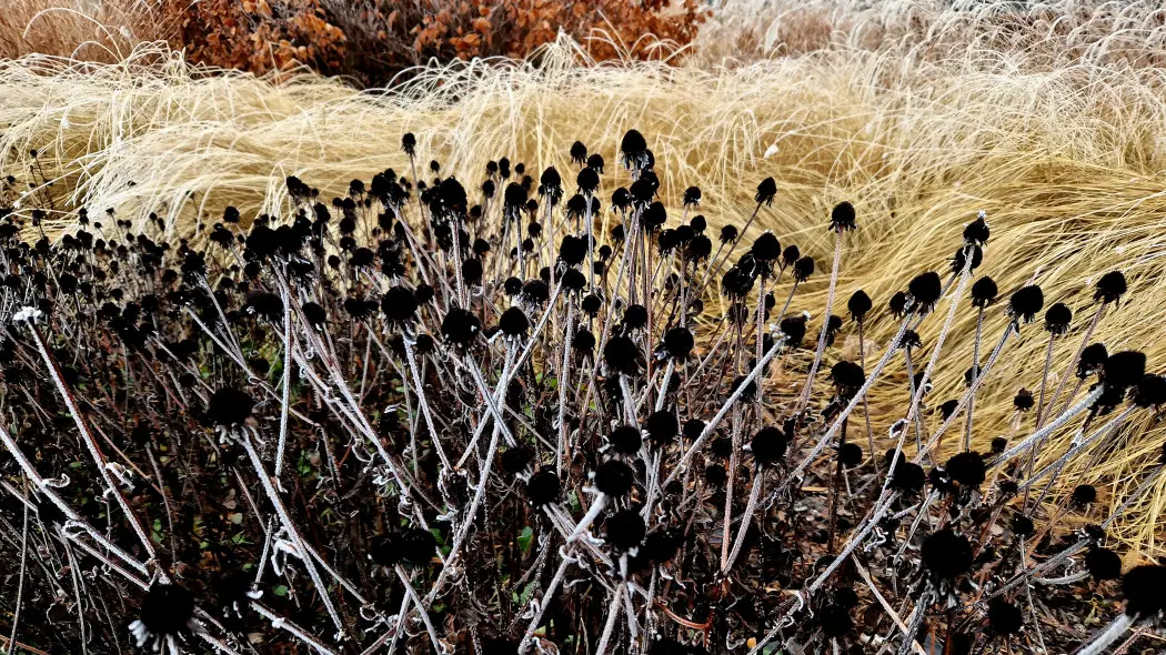 6 błędów, które rujnują Twój ogród zimą. Napraw je, zanim będzie za późno