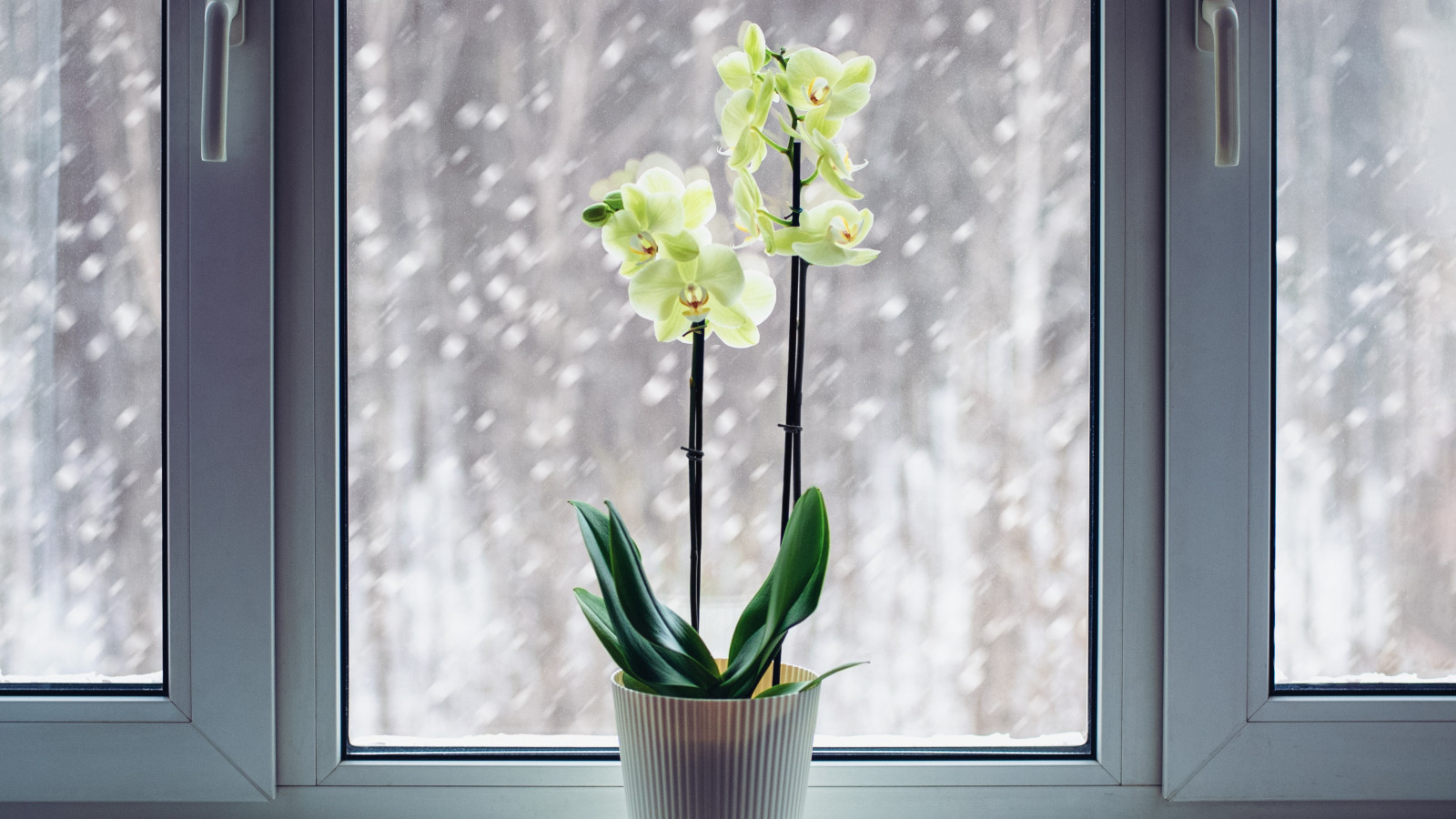 Zimowanie storczyków: falenopsis a gatunki "odpoczywające". Jak je podlewać i na co uważać?